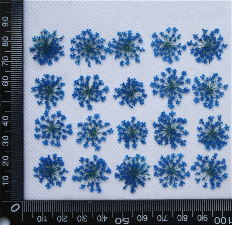 12pcs/pack Queen Annes Lace Dried Pressed Flowers, Handmade Crafting Genuine Botanical Jewelry
