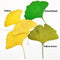 10pcs/pack Natural Dried Maple Leaf Real Leaves Specimens DIY Plant Leaves Herbarium Decor Craft Handmade Material