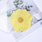 10pcs real Garden Cosmos Flowers Dried Pressed Bipinnatus Natural Large Flower