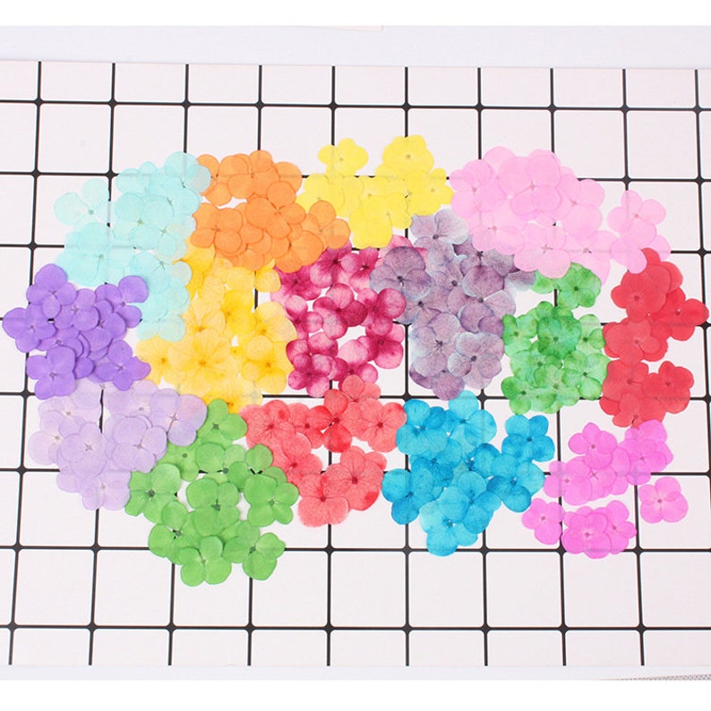 30pcs Hydrangea real dried flower pressed flower, embossed plant specimen