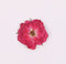 30 flower Rose Pressed flower diy material flowers, dried flowers, dried hydrangea