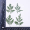 12pcs Artemisia leaf Stain green Leaves Real Leaf Craft Variety Jewelry Making Filler Handmade Flower aterial
