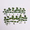 12pcs Natural Dried Leaves Rose leaf Herbarium Real Leaf Craft Variety Jewelry Making Filler Handmade Flower aterial