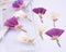 8pcs Pressed flower diy material flowers dried flowers