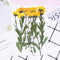 10pcs/Pack Real Pressed Daisy Flower Branch Natural Dried Flowers, DIY Plant Specimens Pressed Herbarium Chrysanthemum Decor