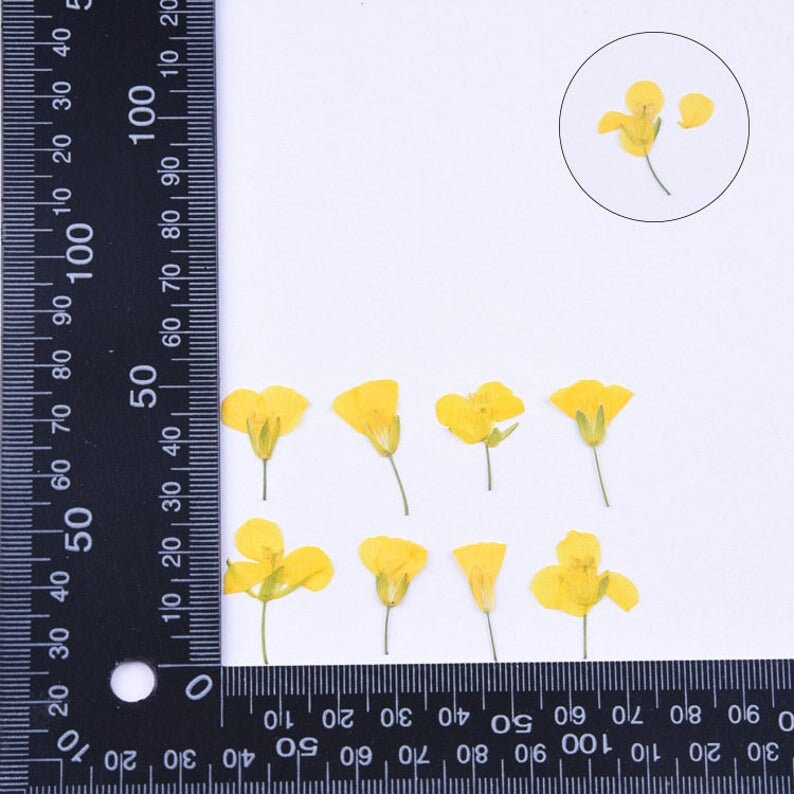 12pcs Dried Yellow Cosmos Flower, Real flower Chrysanthemum Pressed Flower Petal for Handmade Crafting Genuine Botanical Jewelry
