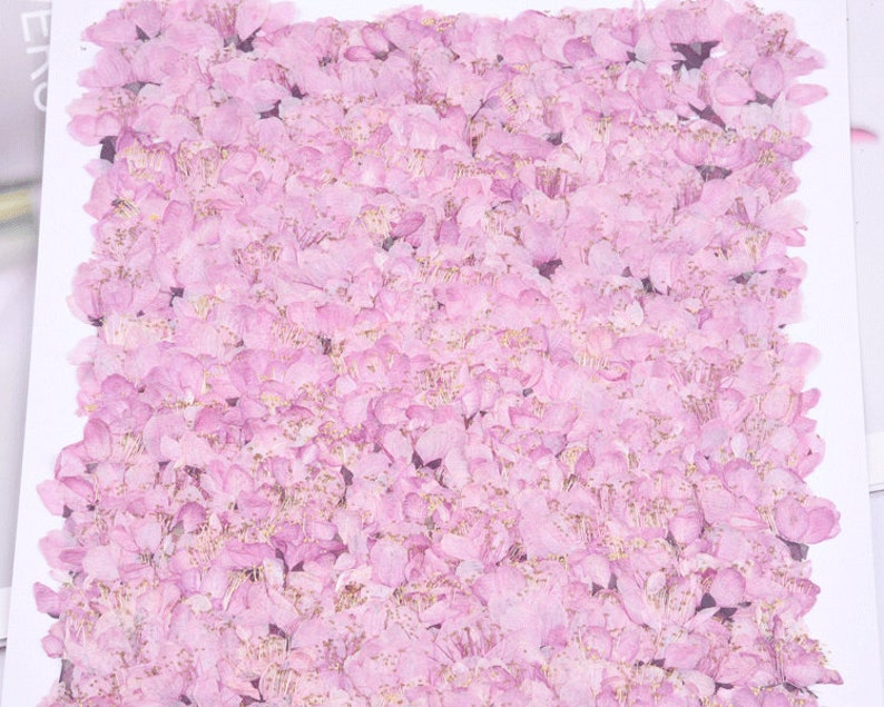 12pcs real Cherry blossoms dried flower pressed flower, embossed plant specimen
