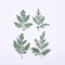 12pcs Artemisia leaf Stain green Leaves Real Leaf Craft Variety Jewelry Making Filler Handmade Flower aterial