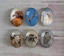 Handmade oval Photo Glass Cabochons animal eagle A502