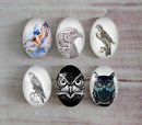 Handmade oval Photo Glass Cabochons animal eagle A505