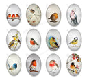 Handmade oval Photo Glass Cabochons animal bird A606