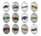 Handmade oval Photo Glass Cabochons animal A662