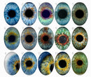 Handmade oval Photo Glass Cabochons Plant flower B626