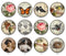 Handmade Round Photo Glass Cabochon 2223